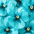 Water Drops on Pansy Flowers. Turquoise Floral Background. Top view, Flat lay Royalty Free Stock Photo
