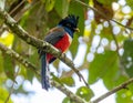 Blue crowned Trogon, male, at a fruit tree Royalty Free Stock Photo