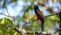 Blue crowned Trogon, male, at a fruit tree Royalty Free Stock Photo