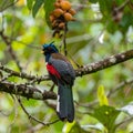 Blue crowned Trogon, male, at a fruit tree Royalty Free Stock Photo