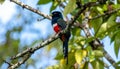 Blue crowned Trogon, male, at a fruit tree Royalty Free Stock Photo