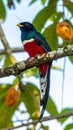Blue crowned Trogon, male, at a fruit tree Royalty Free Stock Photo