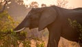 Africa sunset. Elephant feeding tree branch. Elephant Royalty Free Stock Photo