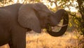 Africa sunset. Elephant feeding tree branch. Elephant Royalty Free Stock Photo