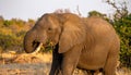 Africa sunset. Elephant feeding tree branch. Elephant Royalty Free Stock Photo