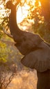 Africa sunset. Elephant feeding tree branch. Elephant Royalty Free Stock Photo