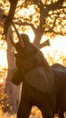 Africa sunset. Elephant feeding tree branch. Elephant Royalty Free Stock Photo