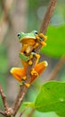 Tree Frog, Java Tree Frog, Flying Frog on a Branch Royalty Free Stock Photo