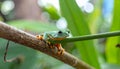 Tree Frog, Java Tree Frog, Flying Frog on a Branch Royalty Free Stock Photo