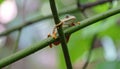 Tree Frog, Java Tree Frog, Flying Frog on a Branch Royalty Free Stock Photo