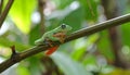 Tree Frog, Java Tree Frog, Flying Frog on a Branch Royalty Free Stock Photo