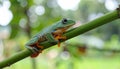 Tree Frog, Java Tree Frog, Flying Frog on a Branch Royalty Free Stock Photo