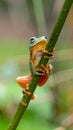 Tree Frog, Java Tree Frog, Flying Frog on a Branch Royalty Free Stock Photo