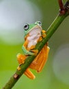 Tree Frog, Java Tree Frog, Flying Frog on a Branch Royalty Free Stock Photo
