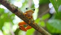 Tree Frog, Java Tree Frog, Flying Frog on a Branch Royalty Free Stock Photo