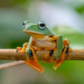 Tree Frog, Java Tree Frog, Flying Frog on a Branch Royalty Free Stock Photo