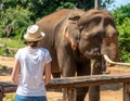 A female tourist watches a large elephant Royalty Free Stock Photo