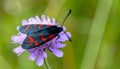 A closeup of a gorgeous blue and red butterfly on a delicate field scabious flower wiev Royalty Free Stock Photo