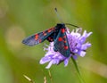 A closeup of a gorgeous blue and red butterfly on a delicate field scabious flower wiev Royalty Free Stock Photo