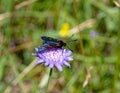A closeup of a gorgeous blue and red butterfly on a delicate field scabious flower wiev Royalty Free Stock Photo