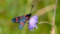 A closeup of a gorgeous blue and red butterfly on a delicate field scabious flower wiev Royalty Free Stock Photo