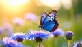 A closeup of a gorgeous blue and red butterfly on a delicate field scabious flower wiev Royalty Free Stock Photo