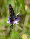 A closeup of a gorgeous blue and red butterfly on a delicate field scabious flower wiev Royalty Free Stock Photo