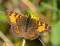 Close-up of a beautiful brown butterfly Royalty Free Stock Photo
