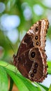 Close-up of a beautiful brown butterfly Royalty Free Stock Photo