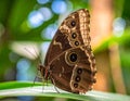 Close-up of a beautiful brown butterfly Royalty Free Stock Photo
