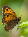 Close-up of a beautiful brown butterfly Royalty Free Stock Photo