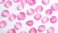 Fresh pink rose petals on white background Royalty Free Stock Photo