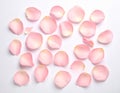 Fresh pink rose petals on white background Royalty Free Stock Photo