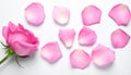 Fresh pink rose petals on white background Royalty Free Stock Photo