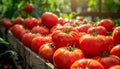 Enjoy Fresh Tomatoes with a Tantalizing Bright Red Color Royalty Free Stock Photo