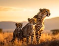 Cheetah mother and cubs in the savanna. Royalty Free Stock Photo