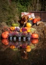 Jumping toller retriever dog with pumpkins Royalty Free Stock Photo