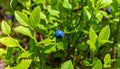 Generated image.Close-up of a blueberry plant. Royalty Free Stock Photo