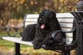 Black Russian Terrier posing in autumn park Royalty Free Stock Photo
