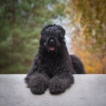 Black Russian Terrier posing in autumn park Royalty Free Stock Photo