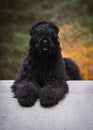 Black Russian Terrier posing in autumn park Royalty Free Stock Photo
