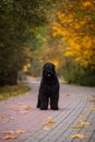 Black russian terrier on the path in the autumn park Royalty Free Stock Photo