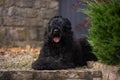 Black Russian Terrier posing in autumn park Royalty Free Stock Photo