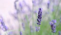 Close-Up of Delicate Lavender Flowers in Gentle Summer Breeze Royalty Free Stock Photo