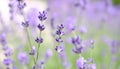 Close-Up of Delicate Lavender Flowers in Gentle Summer Breeze Royalty Free Stock Photo