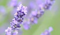 Close-Up of Delicate Lavender Flowers in Gentle Summer Breeze Royalty Free Stock Photo