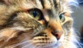 Majestic Long-Haired Cat Close-Up â Intense Green Eyes & Fluffy Fur Detail Royalty Free Stock Photo