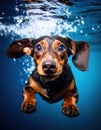 Swimming Dachshund Underwater â Cute Dog Dive Action with Splash and Focused Expression Royalty Free Stock Photo