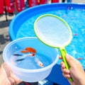 Summer Festival Goldfish Challenge Royalty Free Stock Photo