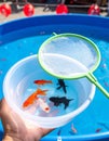 Summer Festival Goldfish Challenge Royalty Free Stock Photo